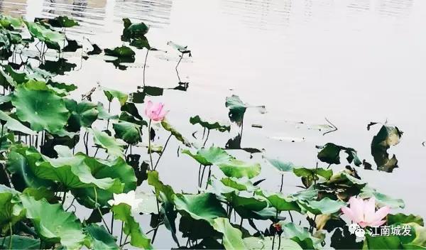 江南荷葉、蓮花